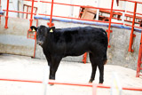Longtown (20)